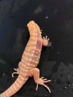 red albino ice3.jpg