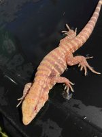 speckled albino.jpg