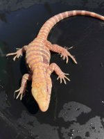 speckled albino2.jpg