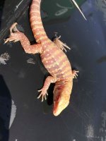 speckled albino3.jpg