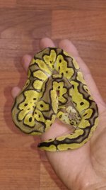 2018 female pastel clown 2.jpg