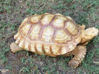 male ivory 2.jpg