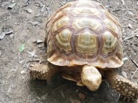 male ivory 3.jpg