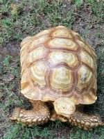 male ivory 1.jpg
