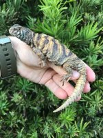 ornata.jpg