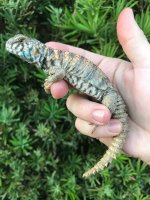 ornata1.jpg