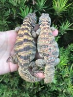 ornata2.jpg