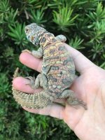 ornata3.jpg