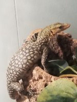 melinus-hangin.jpg