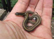 Coast Garter 6 Week Female_7372.jpg
