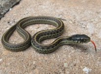Coast Garter 4 Week Male_7383.jpg