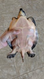 frt1.jpg