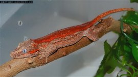 w-o-g-super-stripe-28s-29-gargoyle-gecko-5b556a8c3d72b.jpg