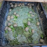 Baby sulcatas september 2018.jpg