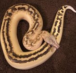 Ivory2.jpeg