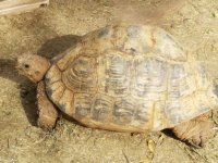 18 in. leopard female left side.jpg