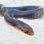Eastern Indigo 1.jpg
