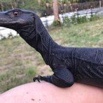 black dragon one.jpg