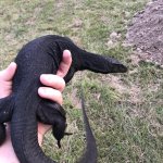 black dragon 3.jpg