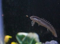 bichir.jpg