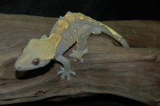 DSC_1180.jpg
