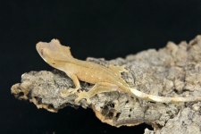 IMG_0940.jpg