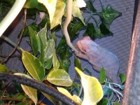 Female Cham Buzzy 10.27.18.jpg