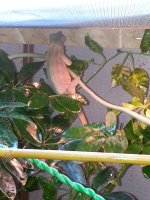 Female Cham Dragon 10.27.18.jpg