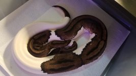 pied.jpg