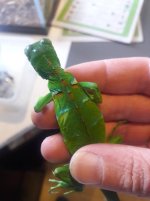 baby florida green iguana 1.jpg