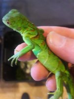 baby florida green iguana 3.jpg