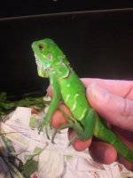 baby florida green iguana.jpg