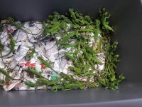 baby florida green iguana 2.jpg