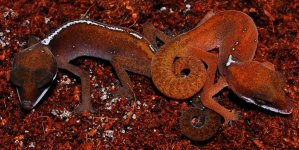 aeluroscalabotes dorsalis.jpg