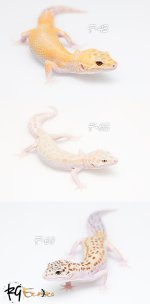 Fauna-2.jpg