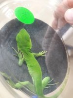 mexican spiny tailed 2.jpg