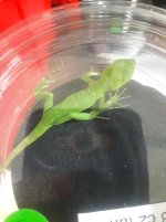 mexican spiny tailed 3.jpg