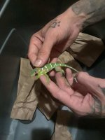 cuban anoles.jpg