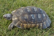 Adult Margianted Tortoise.jpg