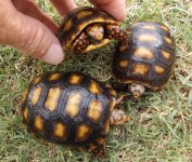9-20-18 Red foot tortoises.jpg