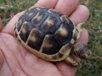 9-20-18 Marginated Tortoise.jpg