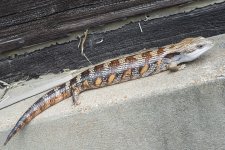 eastern male 2.jpg
