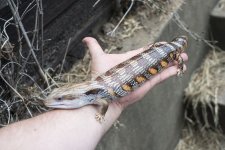 Eastern male 8.6.jpg