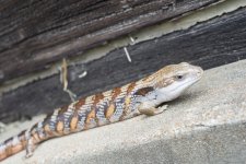 eastern male 3.jpg