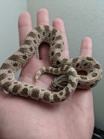 Male Conda 66% het toxic.jpg