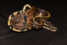 SPOTNOSE A MALE (2).jpg