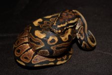 SPOTNOSE B MALE (2).jpg