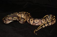 MOJAVE A MALE (2).jpg