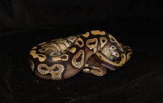 MOJAVE B MALE (2).jpg