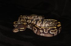 MOJAVE FEMALE (1).jpg